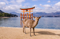 un-grandi-portone-e-cervo-di-torii-miyajima-giappone-37366153